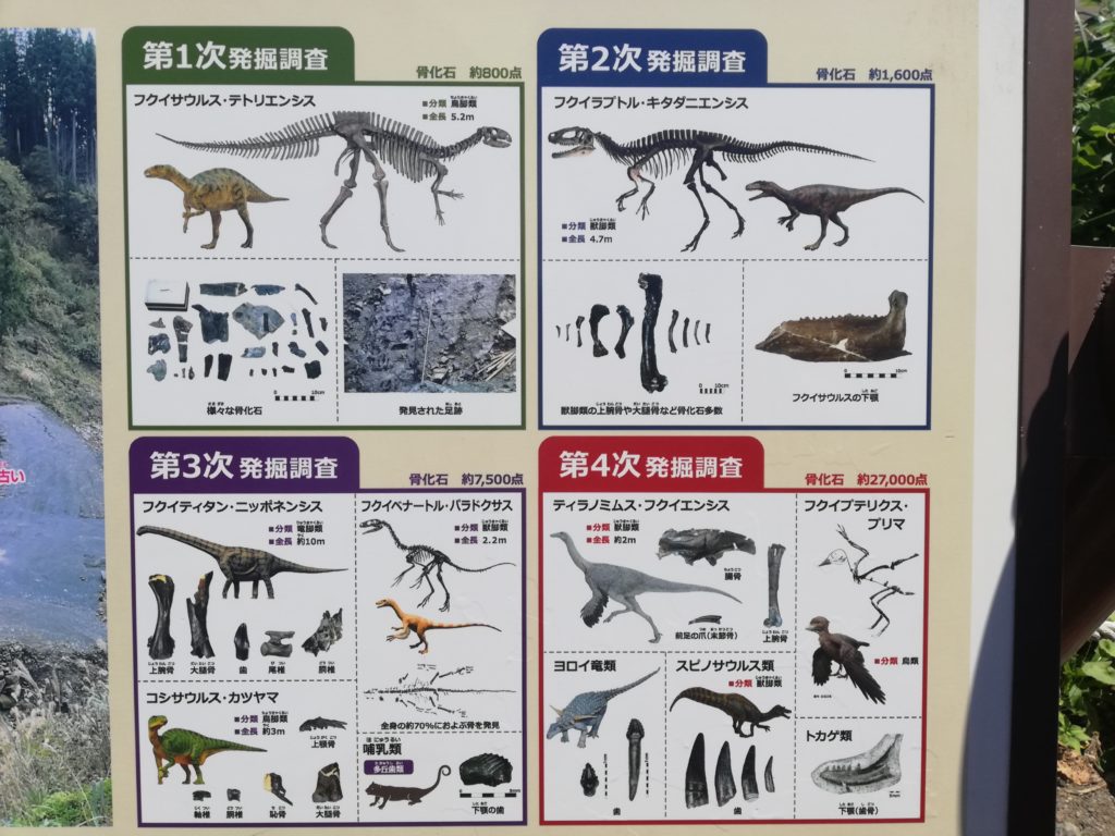 発掘調査で産出した化石