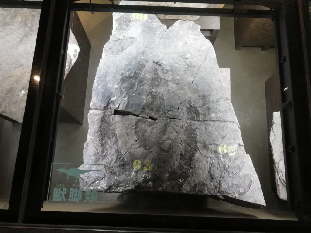 獣脚類の足跡化石