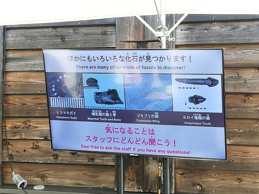 化石発掘体験 説明ビデオ