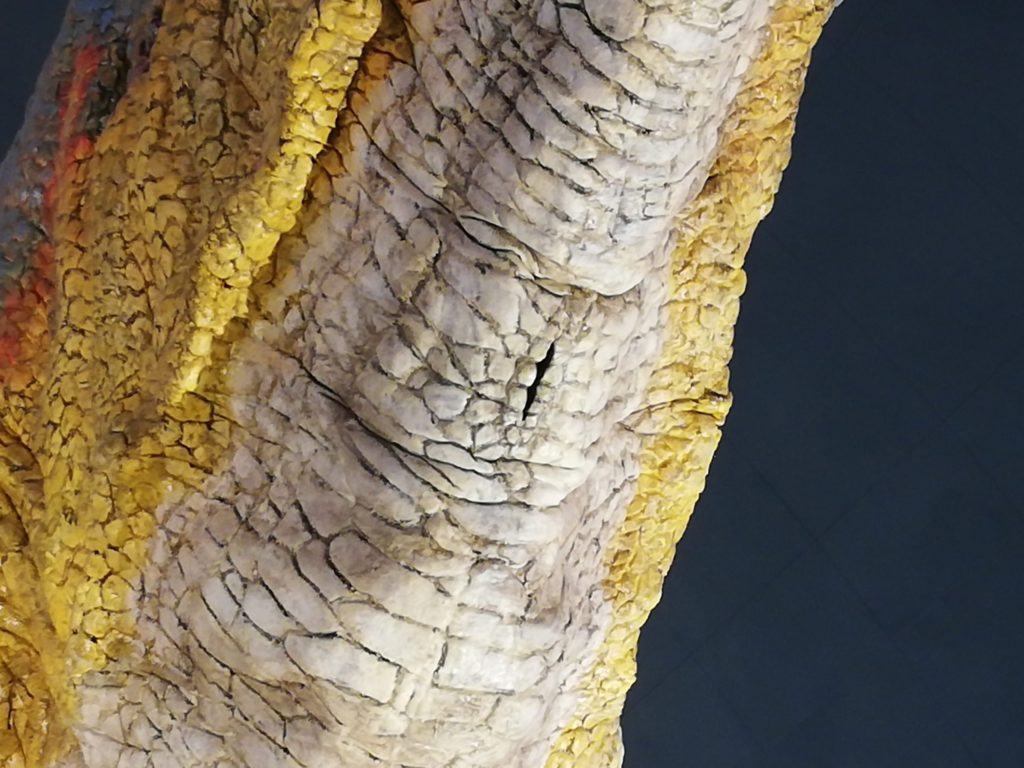 ティラノサウルス　総排泄腔