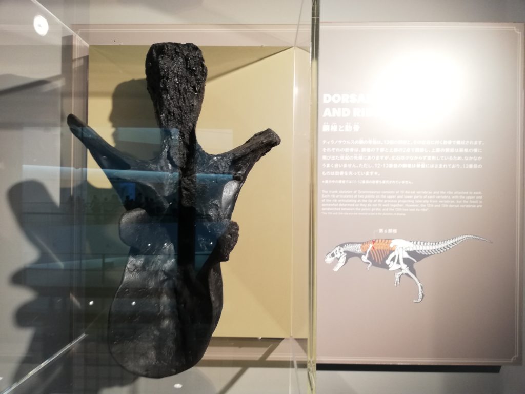 ティラノサウルスの第6胴椎 