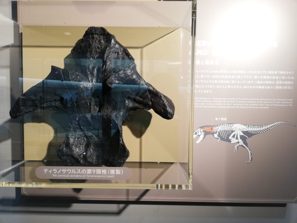 ティラノサウルスの第9尾椎 