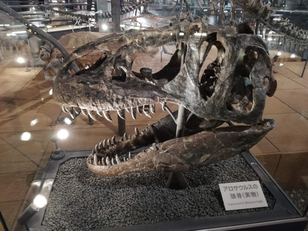アロサウルス 頭部 実物化石