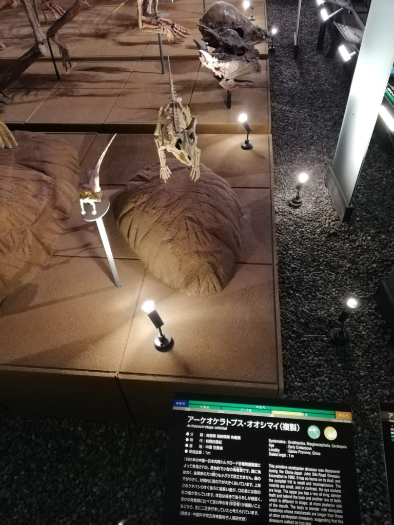 アーケオケラトプス