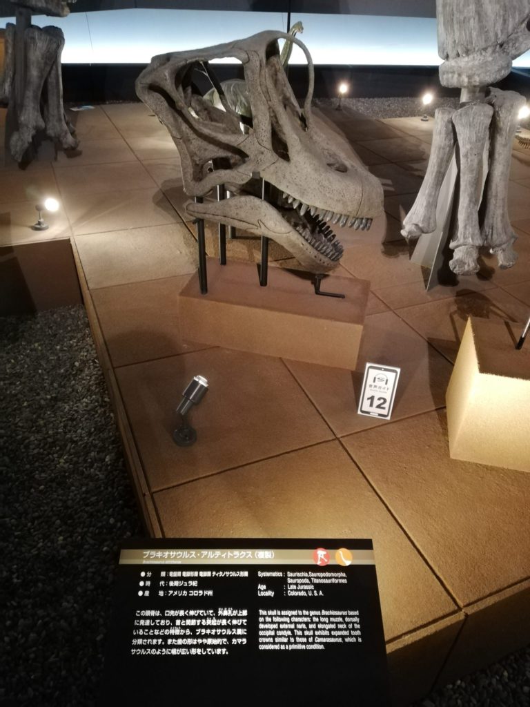 ブラキオサウルス 頭骨