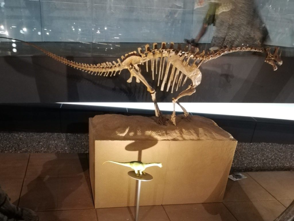 ブラキオサウルスの一種 幼体