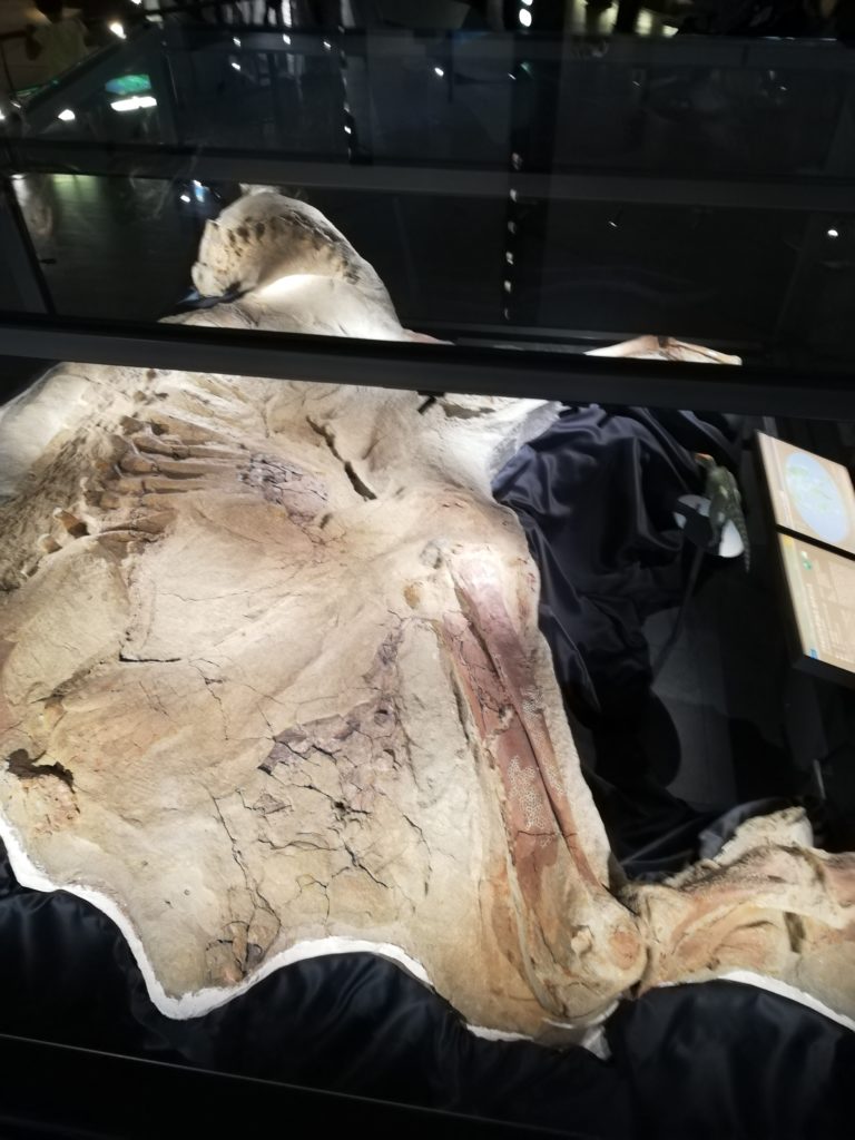 ミイラ化したブラキロフォサウルス　上から