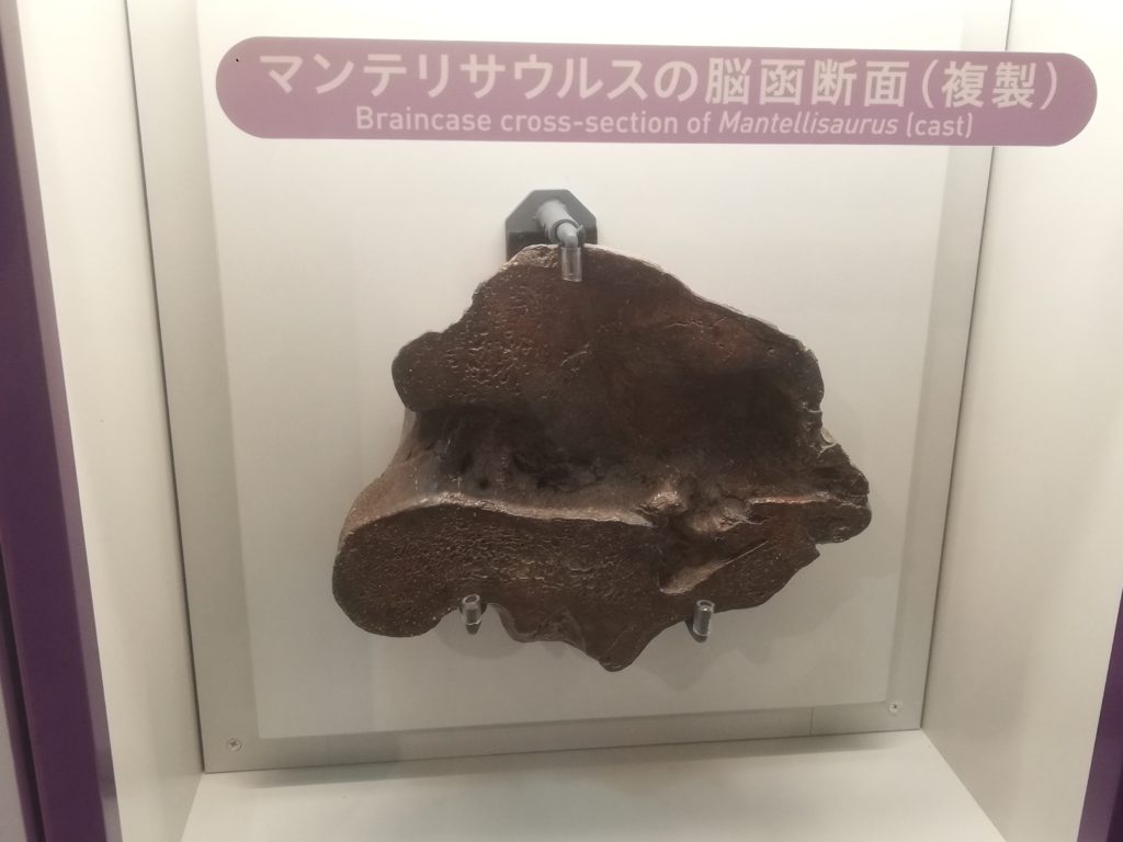 マンテリサウルスの脳函断面