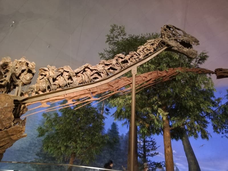 カマラサウルスとマメンチサウルス