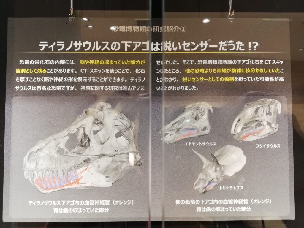 ティラノサウルスの下あごは鋭いセンサーだった