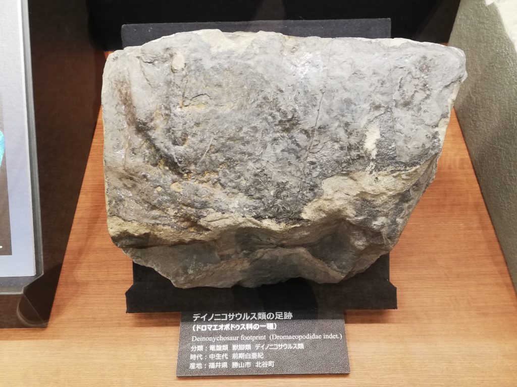 デイノニコサウルス類の足跡（ドロマエオポドゥス科）