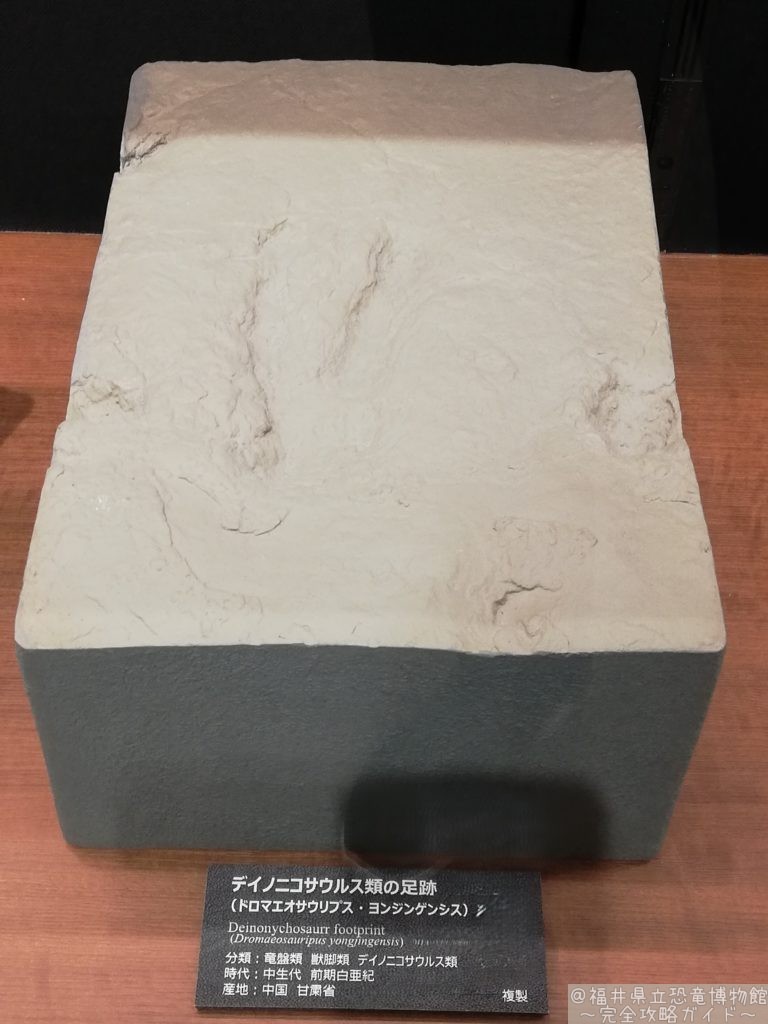 デイノニコサウルス類の足跡（ドロマエオサイルプス科） 