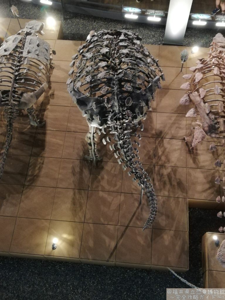 デンバーサウルス　上から