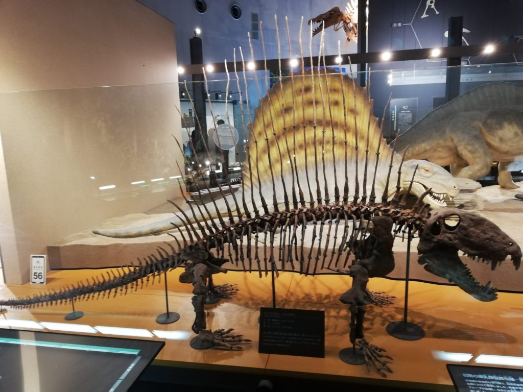 ディメトロドン