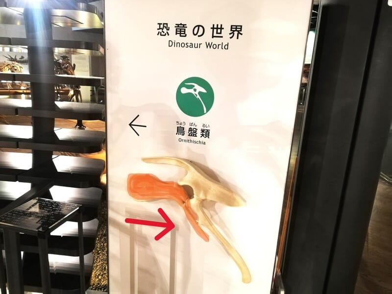 鳥盤類　腸骨