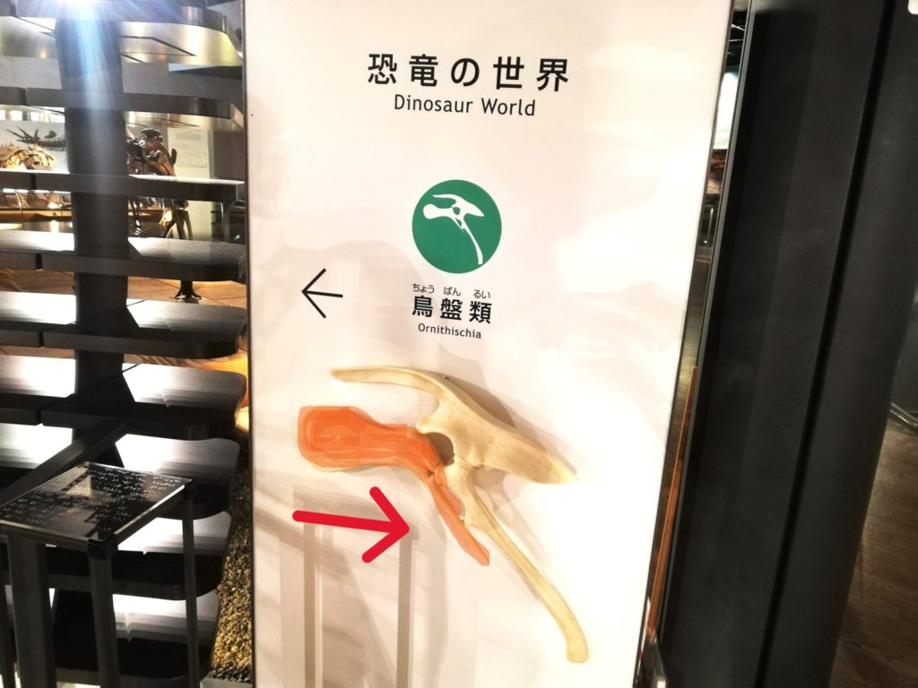 鳥盤類　腸骨