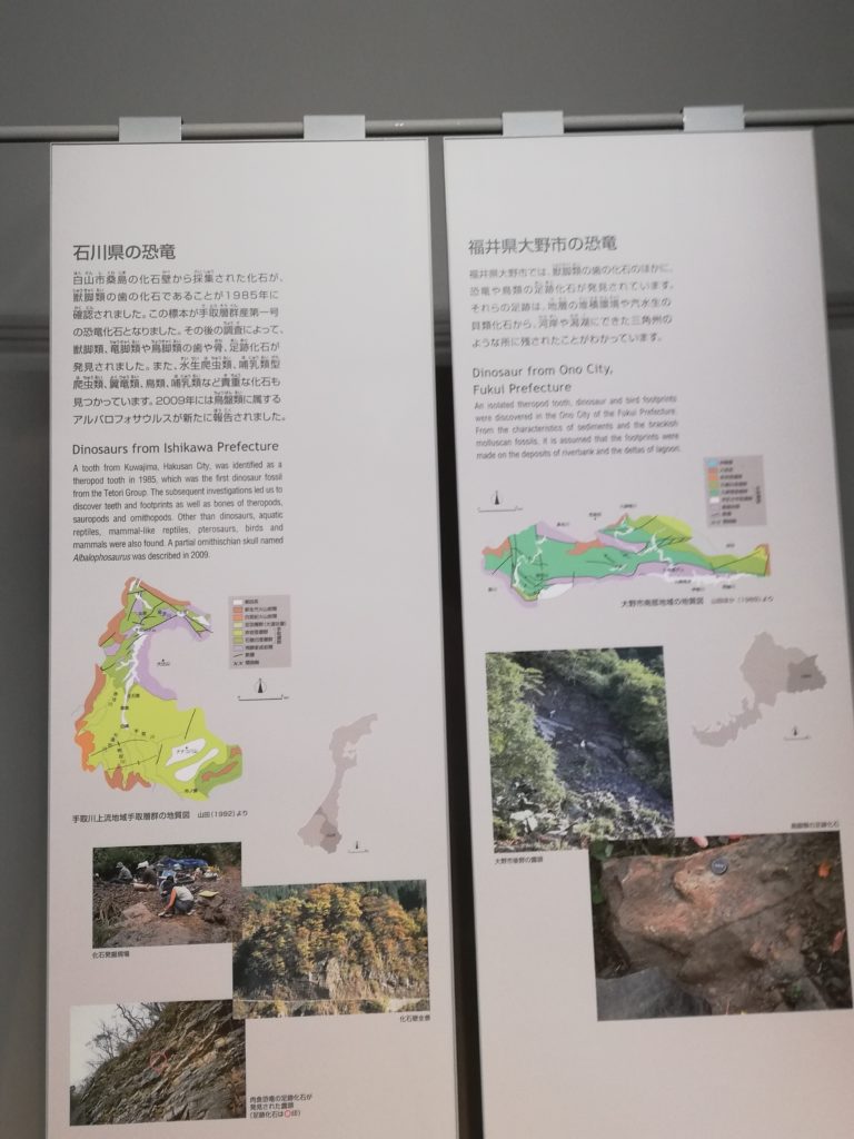 石川県と福井県大野市の恐竜化石