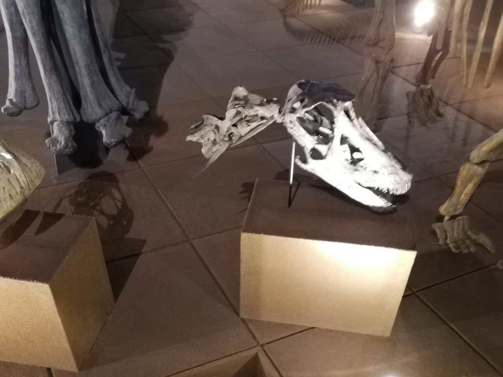 ディプロドクスの一種 頭骨