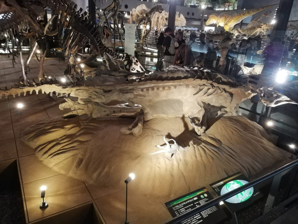 ミイラ化したエドモントサウルス　上から