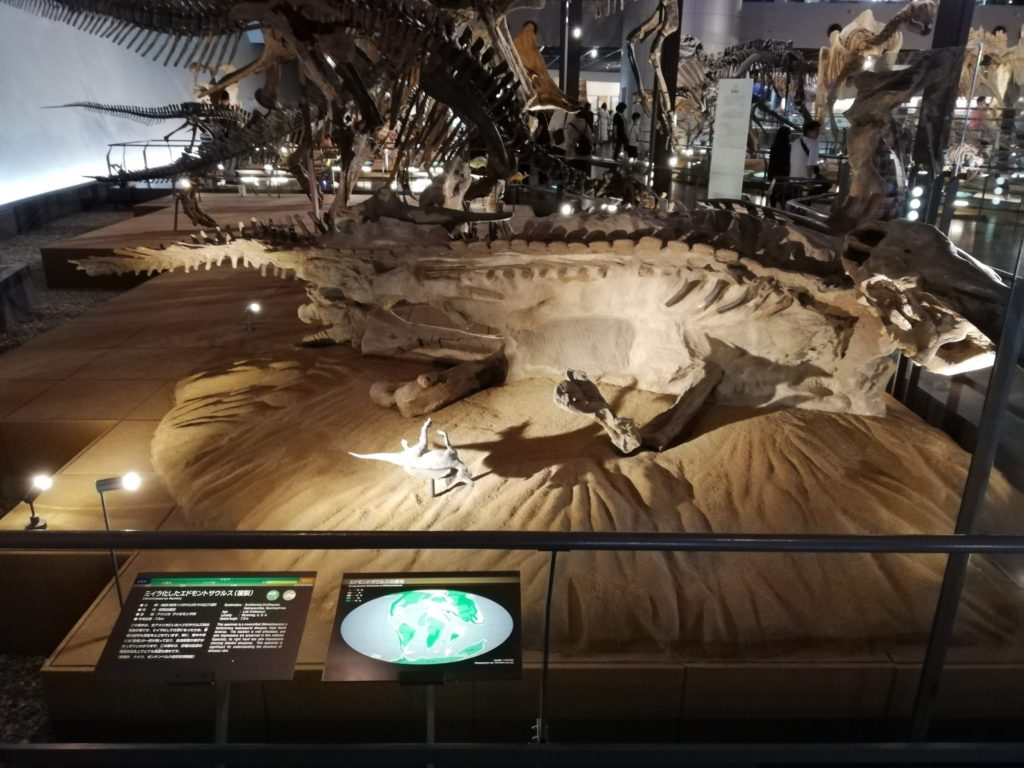 ミイラ化したエドモントサウルス