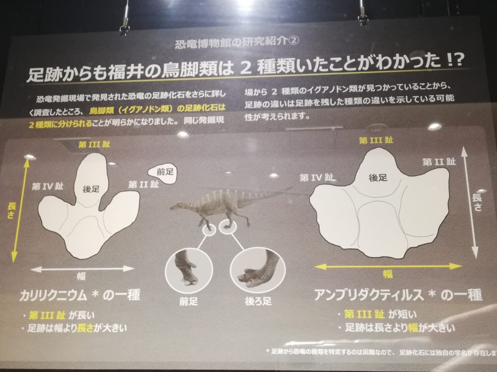 足跡からも福井の鳥脚類は2種類いたことがわかった