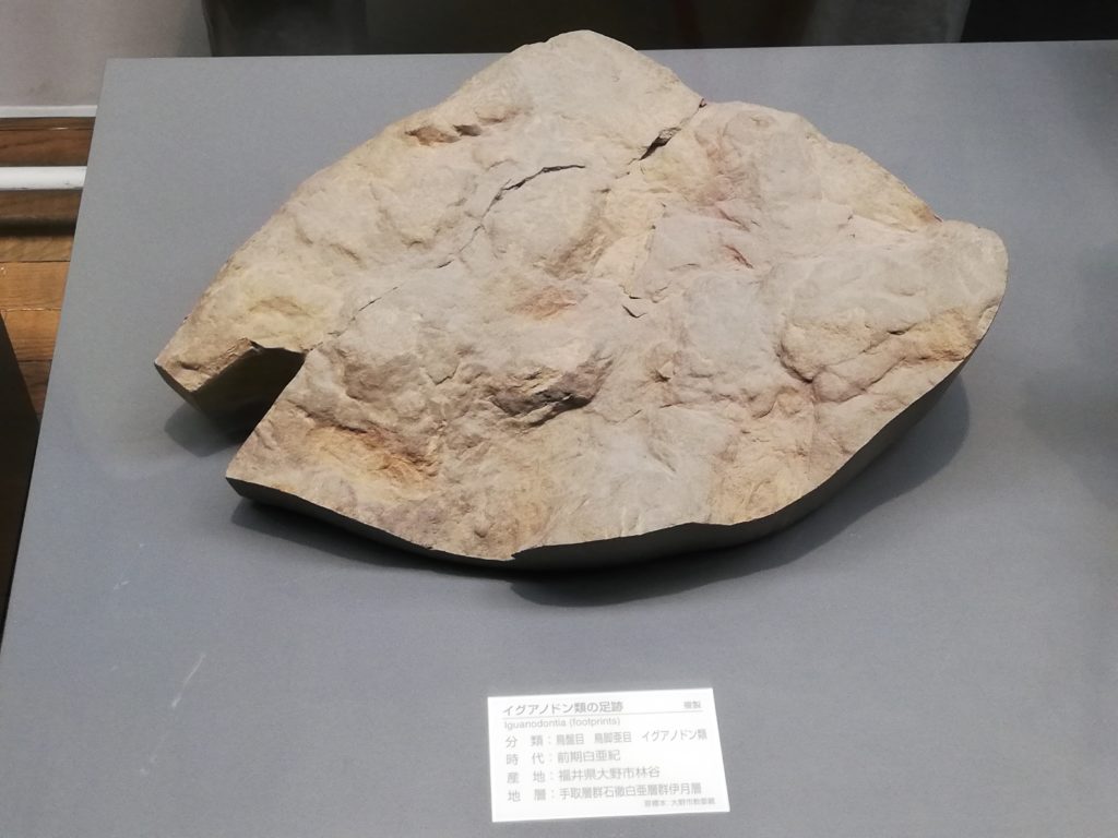 福井県　イグアノドン類の足跡化石 
