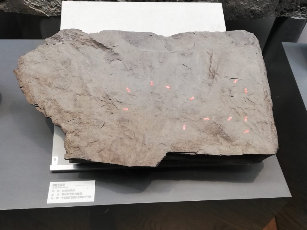 福井県　鳥類の足跡化石