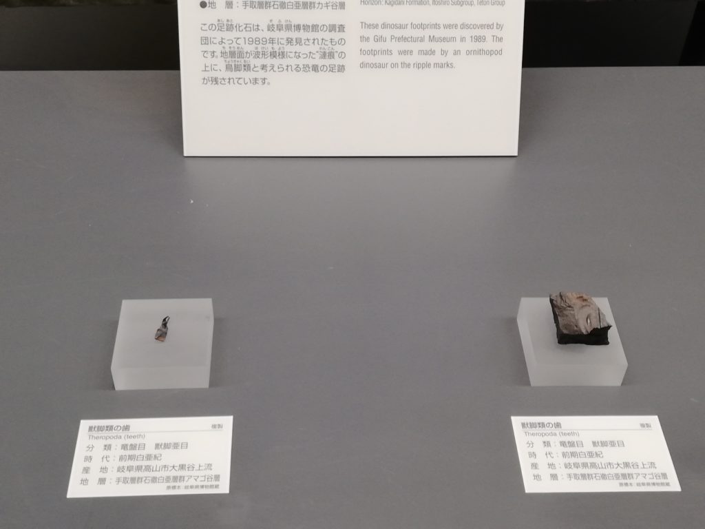 岐阜県　獣脚類の歯