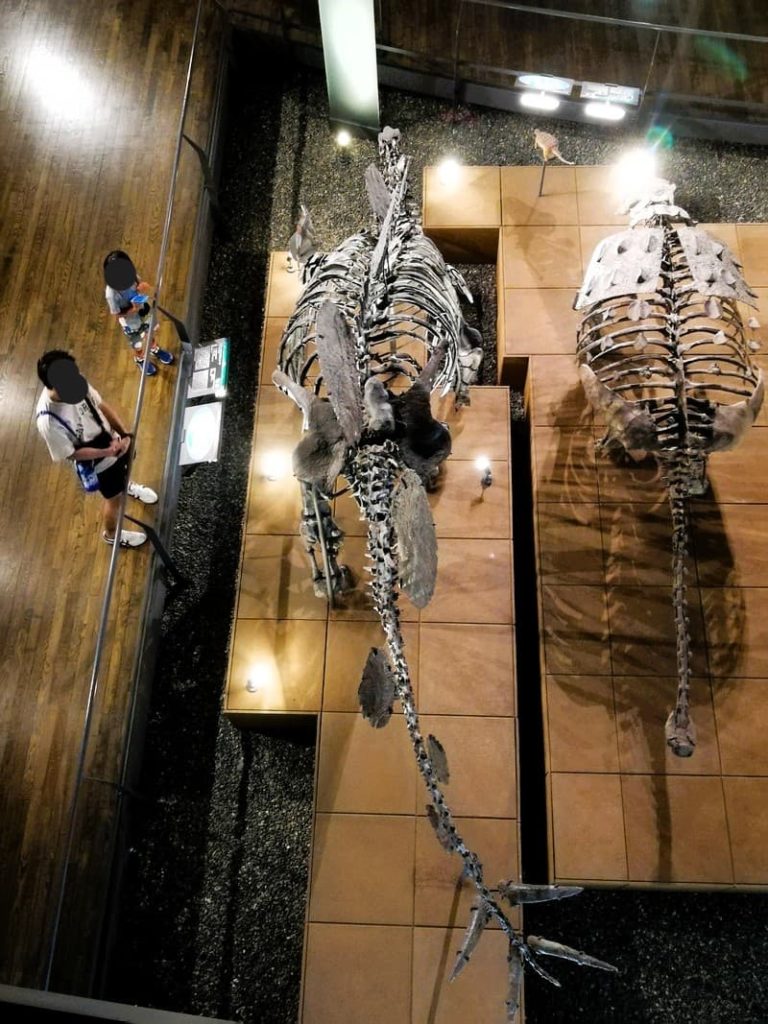 上から見たヘスペロサウルス