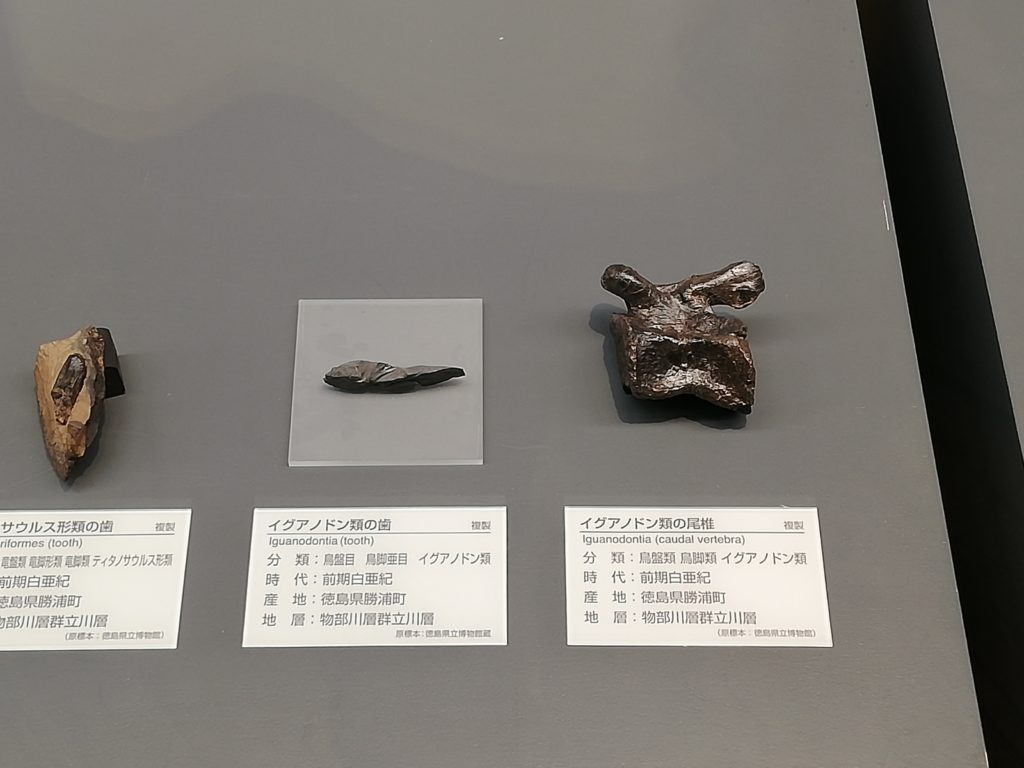 徳島県　イグアノドン類の歯と尾椎