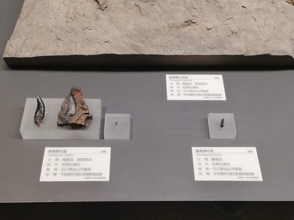 石川県　獣脚類の歯 /翼竜類の歯 