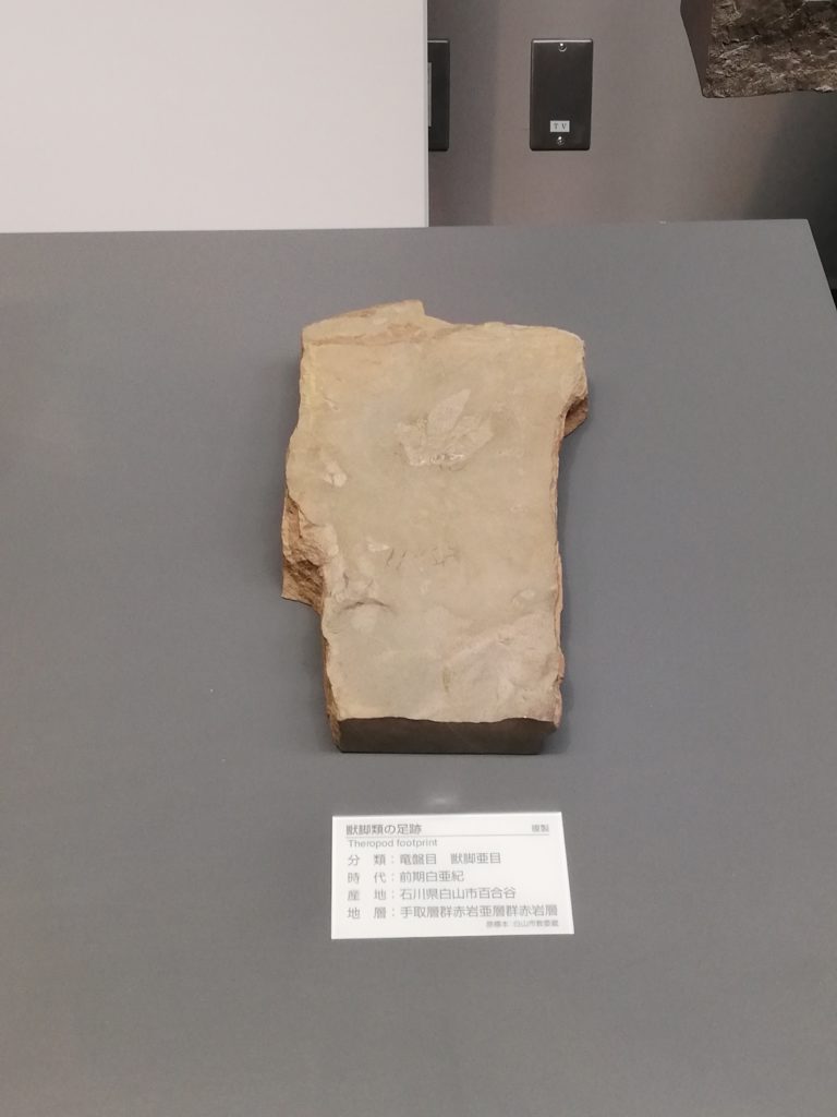 石川県　獣脚類の足跡