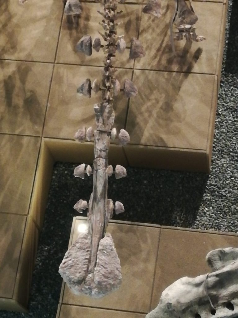 ジンユンペルタの尾