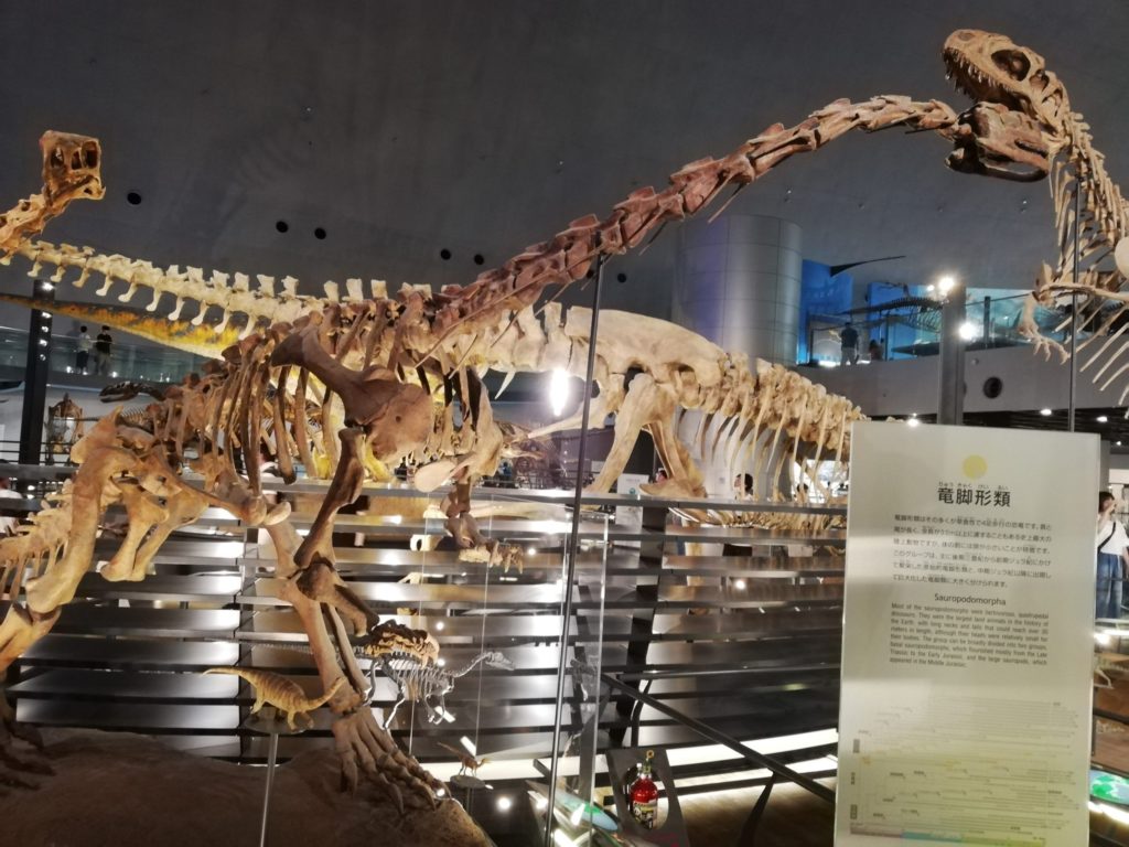 ルーフェンゴサウルス