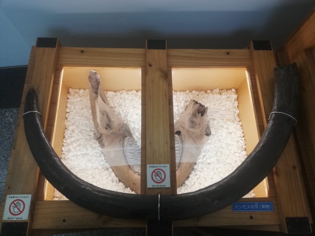 マンモスの牙実物