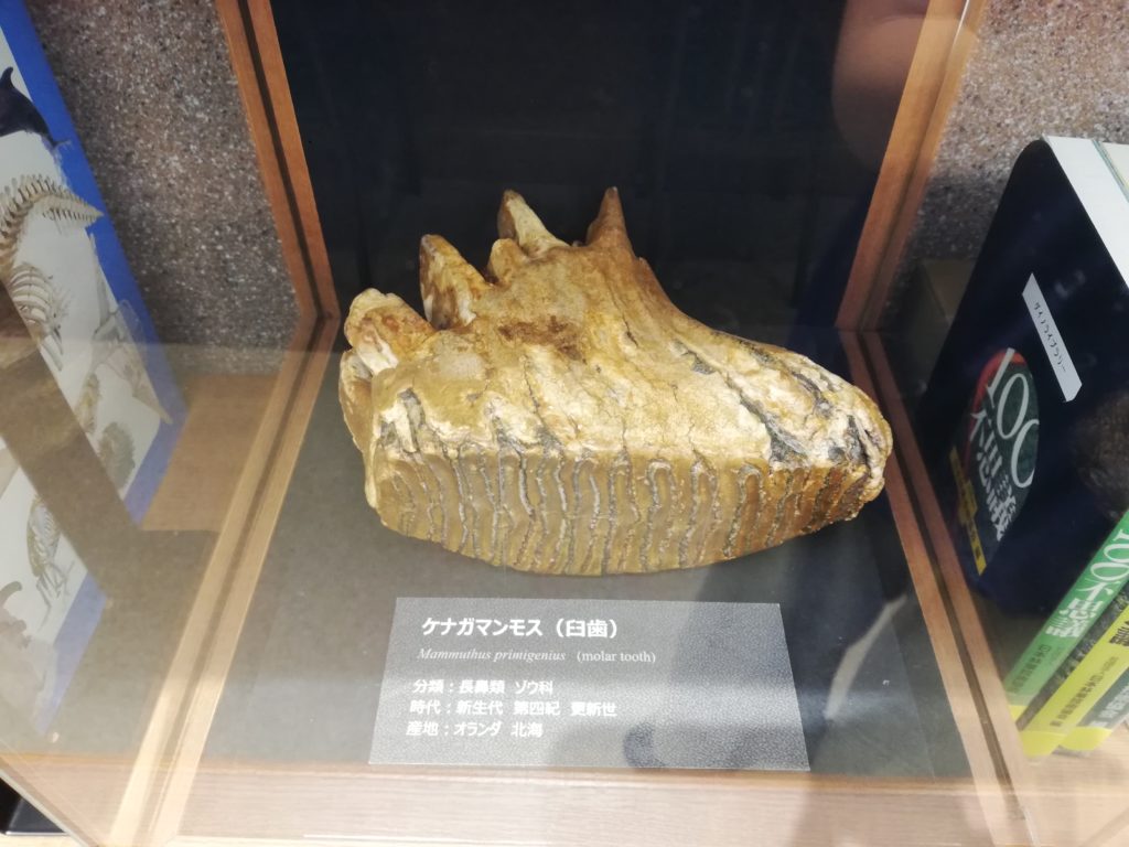 ケナガマンモスの臼歯