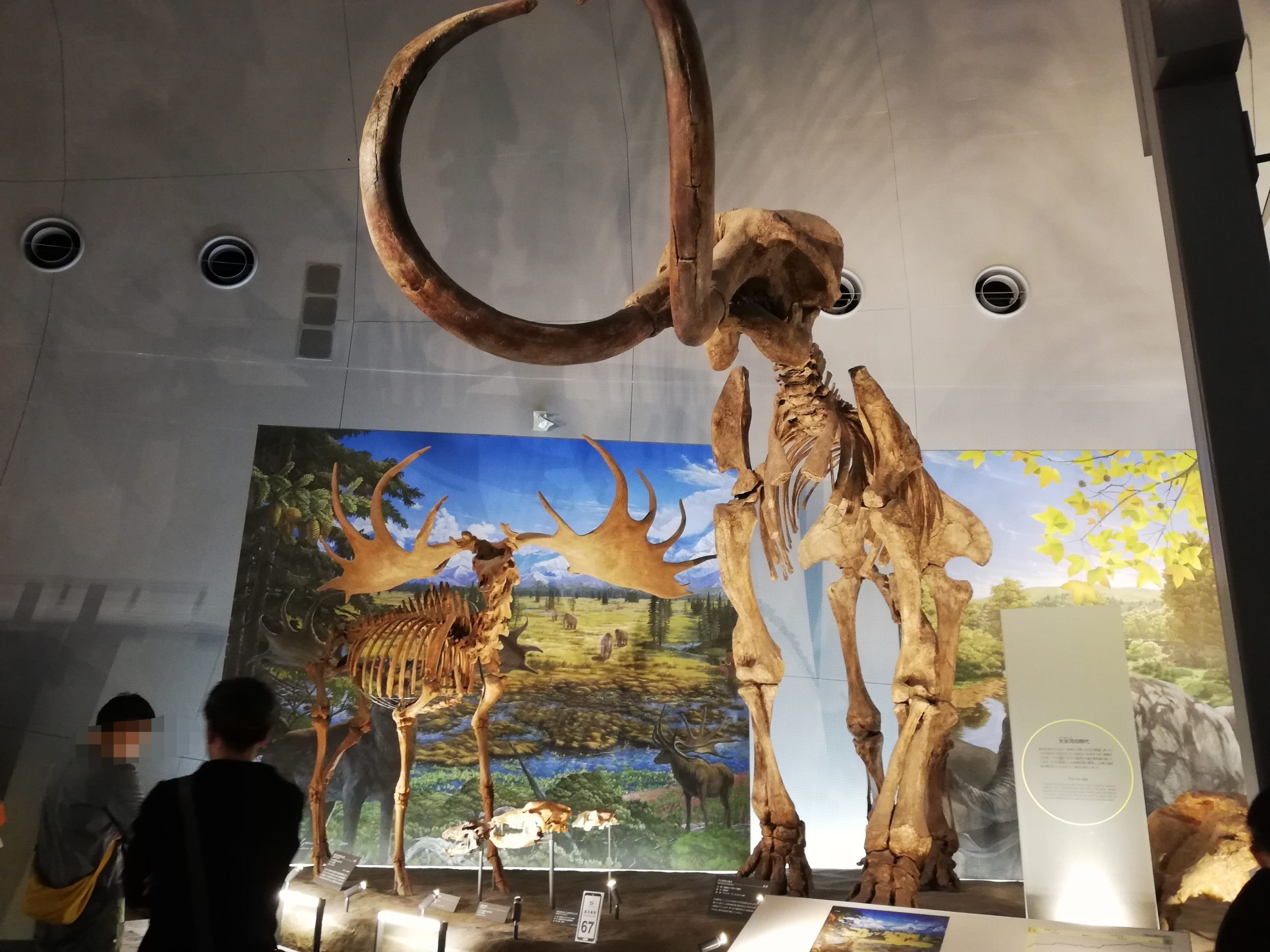 ケナガマンモス