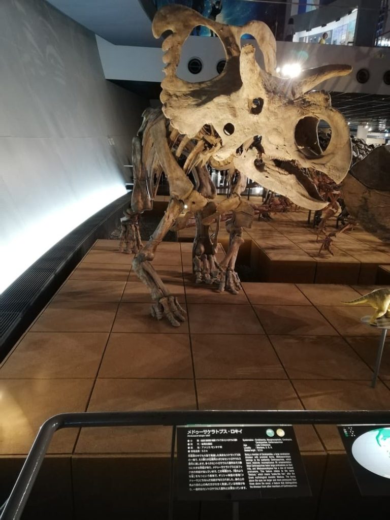 メドゥーサケラトプス