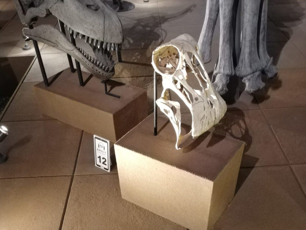 ニジェールサウルスの頭骨