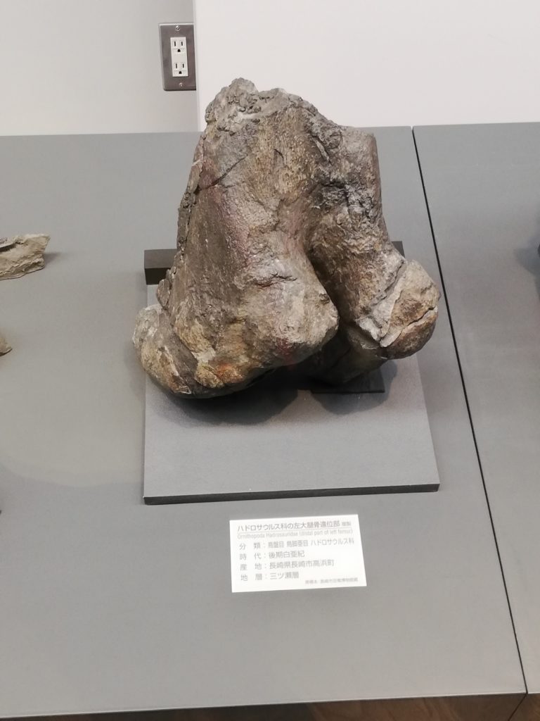 長崎県　ハドロサウルス類左大腿骨下半部