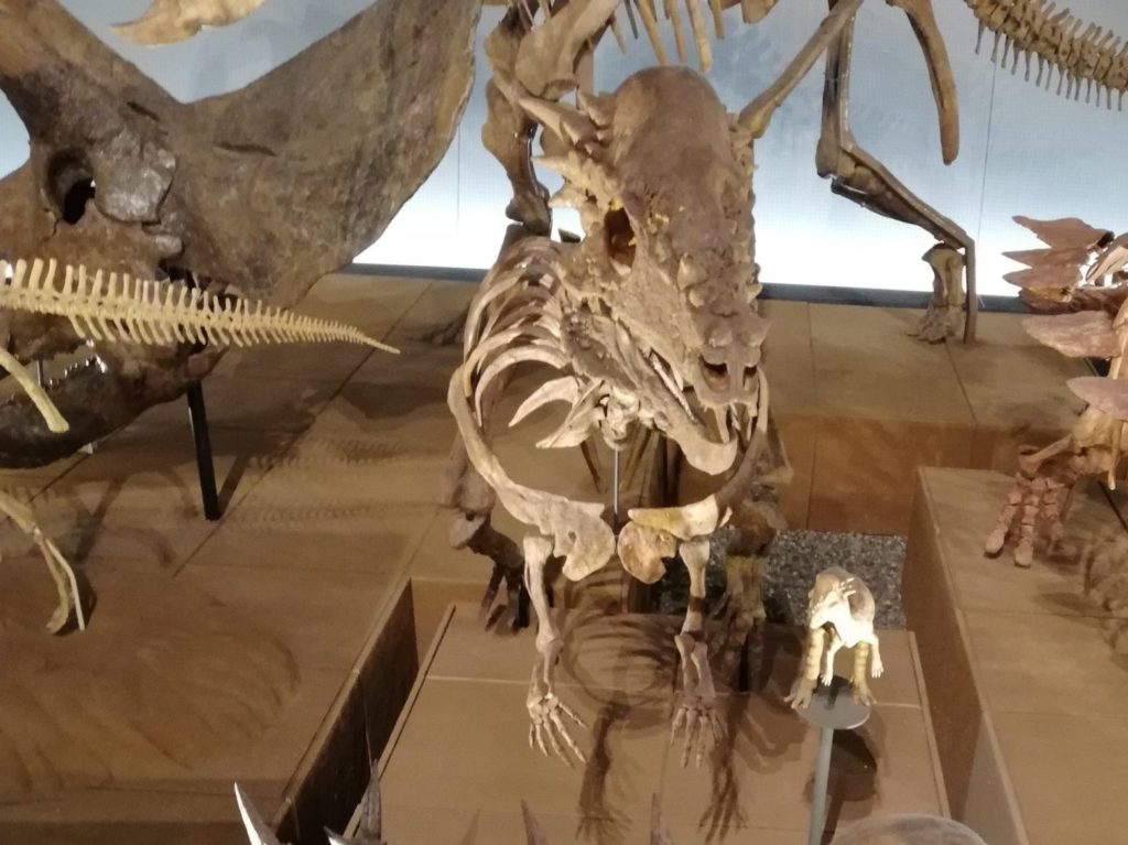 パキケファロサウルスの一種