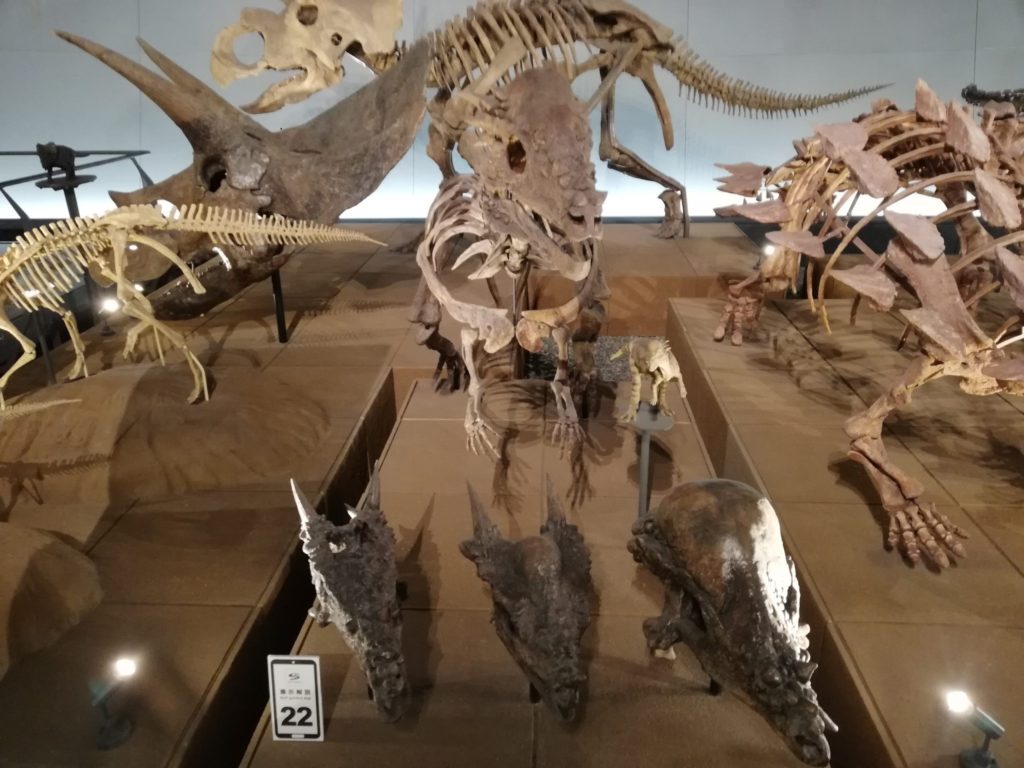 パキケファロサウルス幼体・亜成体・成体