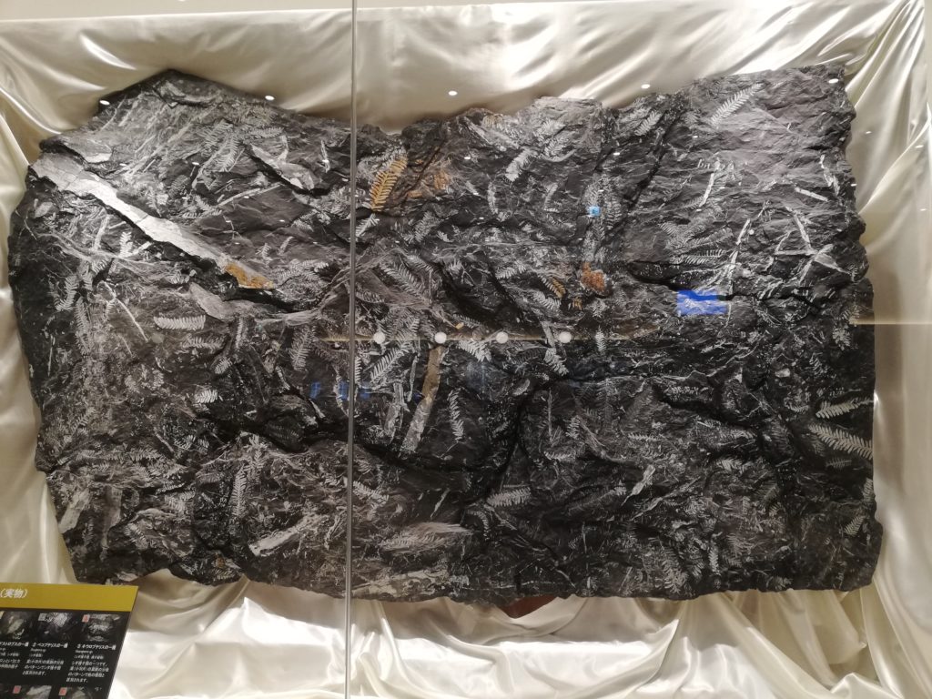 古生代の植物化石