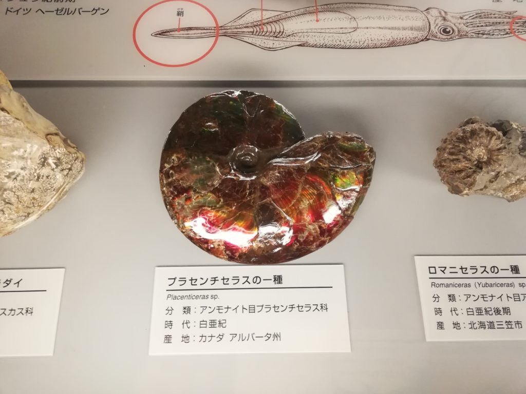 オパール化したアンモナイト