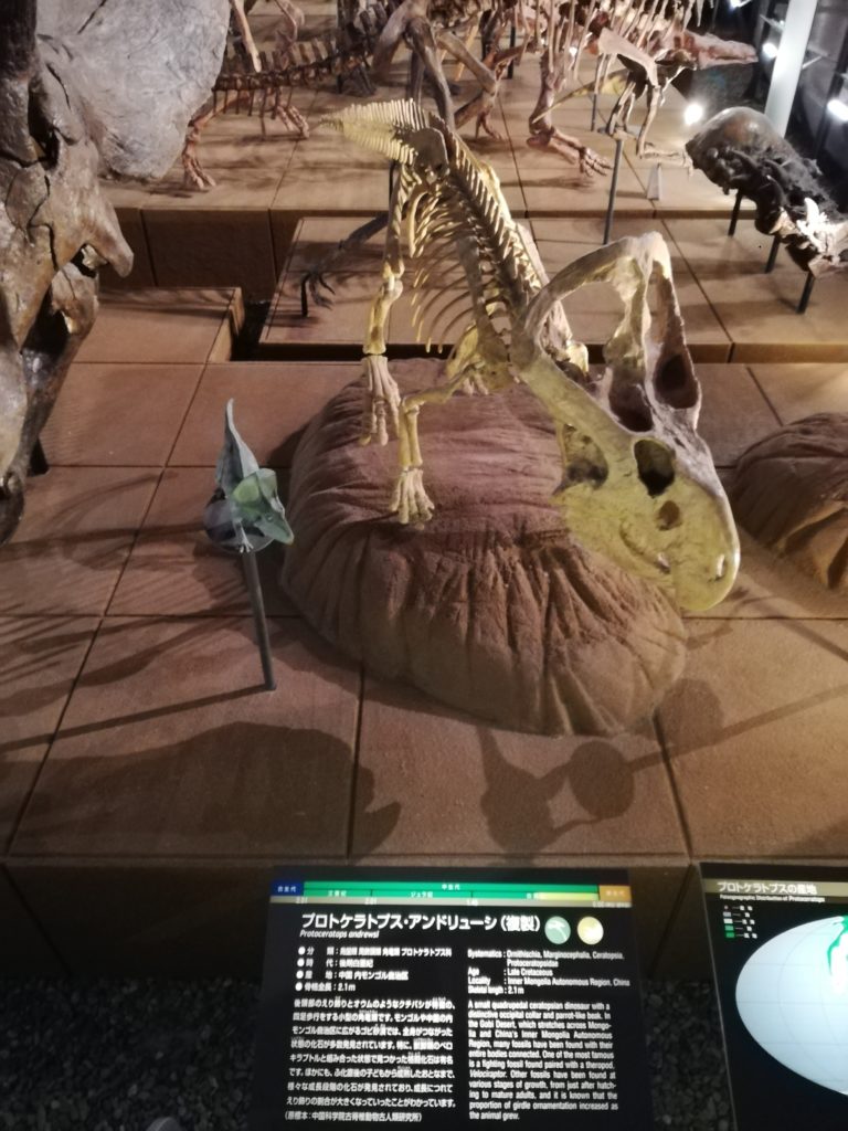 プロトケラトプス