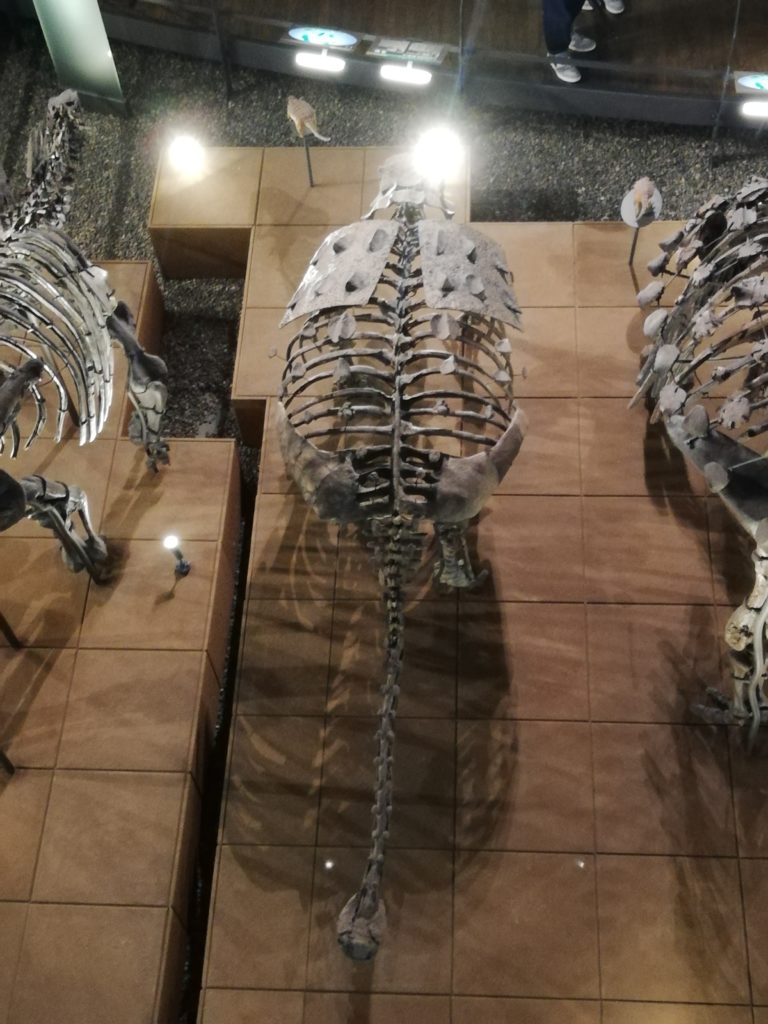 上から見たスコロサウルス