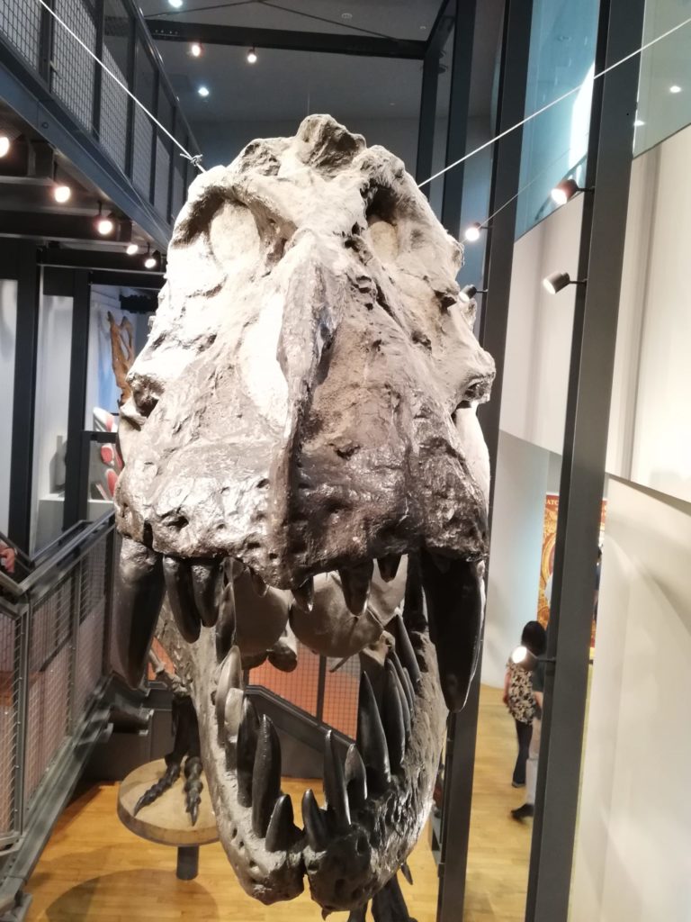ティラノサウルスの頭骨