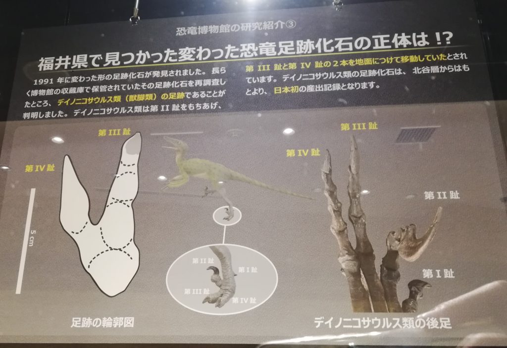 福井県で見つかた変わった恐竜足跡化石の正体は！？ 