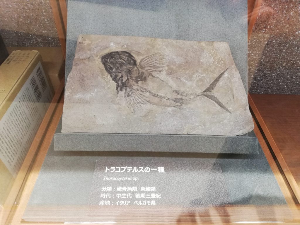 トラコプテリスの一種