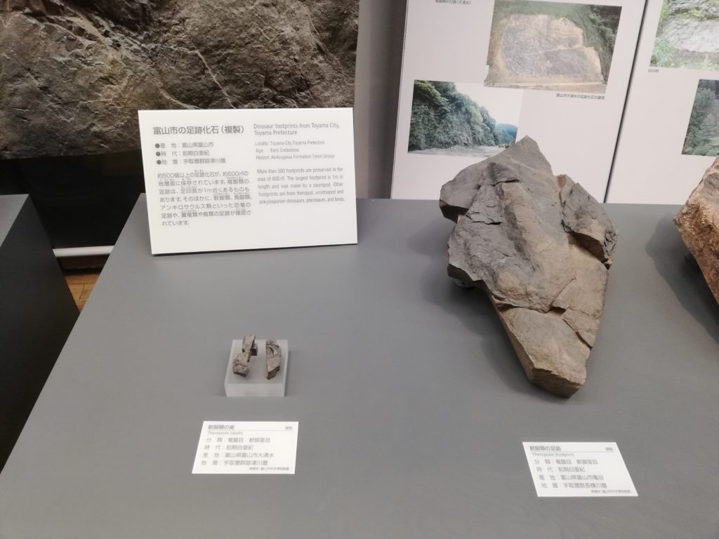 獣脚類の歯/獣脚類の足跡